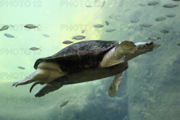 Burmese Roofed Turtle (Batagur trivittata), adult, in water, swimming, Myanmar, Asia, captive
