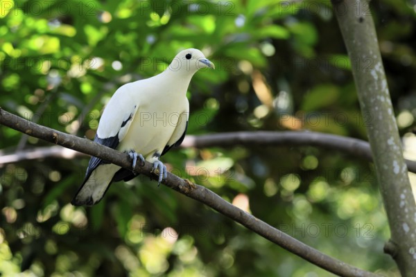 Magpie Fruit Dove (Ducula luctuosa), adult, alert, on tree, Southeast Asia, Singapore