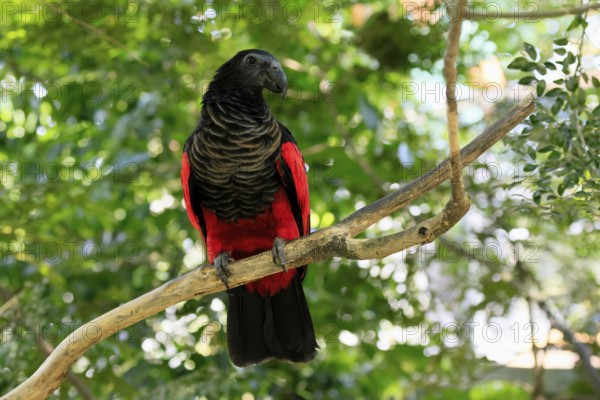 Bristle-headed Parrot (Psittrichas fulgidus), adult, on tree, alert, New Guinea, captive, Singapore