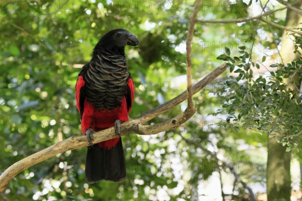 Bristle-headed Parrot (Psittrichas fulgidus), adult, on tree, spreading, wings, New Guinea, captive, Singapore