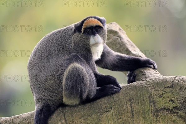 Brazzamere cat (Cercopithecus neglectus), adult, sitting, on tree, alert, Central Africa