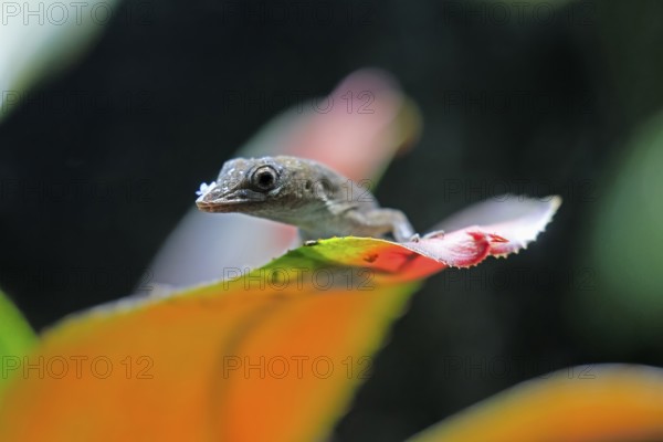 Graham's Anolis (Anolis grahami), Jamaican turquoise anole, adult, on leaf, Jamaica, Caribbean, captive, Singapore