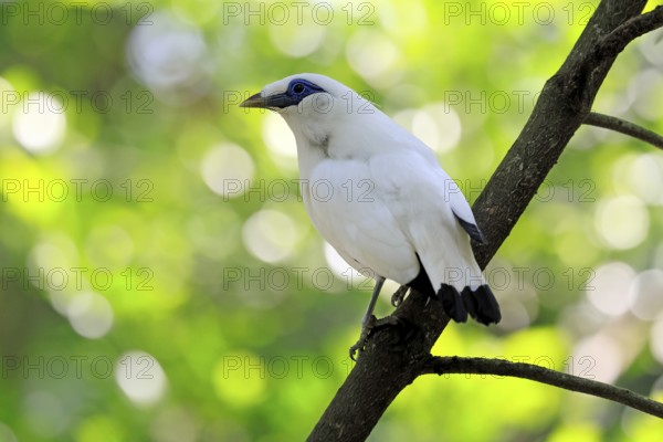 Bali mynah (Leucopsar rothschildi), Bali mynah, adult, on tree, alert, Bali, Singapore