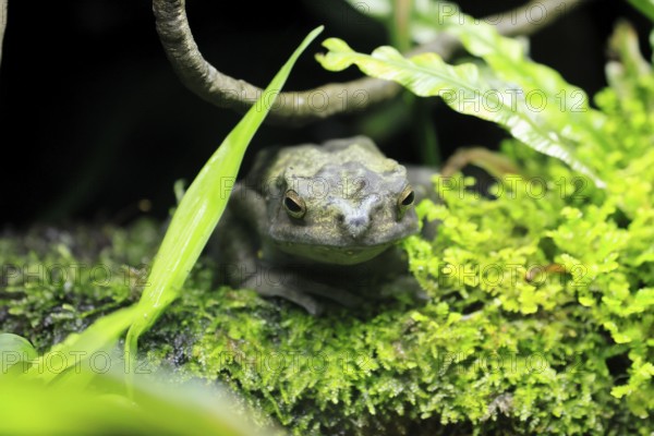 Tree toad (Rentapia hosii), adult, portrait, on land, Malay Peninsula, Southeast Asia, Singapore