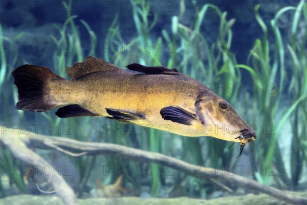 Eye-spotted catfish (Auchenoglanis occidentalis), adult, swimming, in water, Africa, captive, Singapore