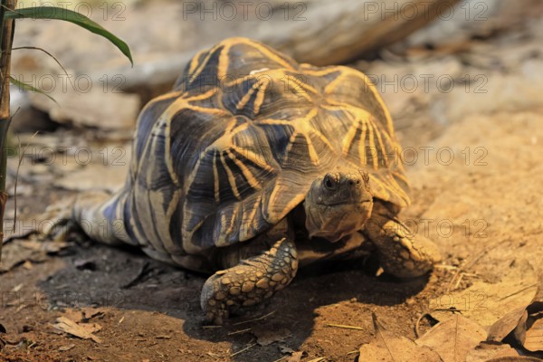Burmese star tortoise (Geochelone platynota), adult, foraging, Myanmar, Asia, captive, Singapore