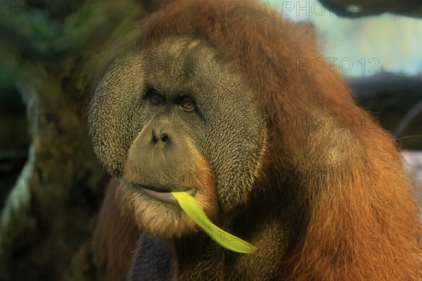 Borneo Orang Utan (Pan Paniscus), adult, male, portrait, feeding, endangered species, Borneo, Malaysia, Asia, Singapore, captive