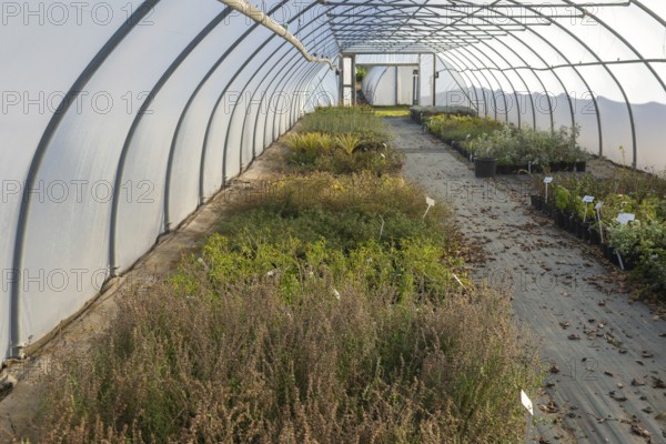 Plants growing inside polytunnel, Swann's nursery garden centre, Bromeswell, Woodbridge, Suffolk, England, UK 30 Dec 2025