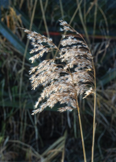 Seedhead of common reed (Phragmites communis) at a creek in winter in Ystad municipality, Skåne county, Sweden, Scandinavia