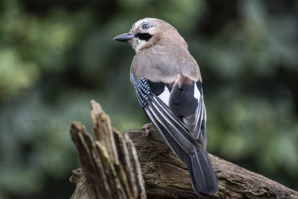 Eurasian jay (Garrulus glandarius), Emsland, Lower Saxony, Germany