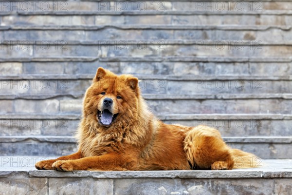 A chow chow lies relaxed on a stone staircase and appears alert, a chow chow dog