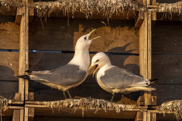 Kittiwakes (Rissa tridyctyla) nesting in an artificial nesting cliff made of old fish boxes in Vardö harbour, Vardø, Finnmark, Norway