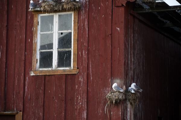 Black-legged kittiwakes (Rissa tridyctyla) nesting on a red wooden façade of the Pomor Museum, Vardø, Finnmark, Norway