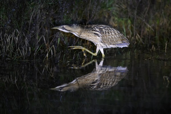 A bittern (Botaurus stellaris) is reflected in the water, surrounded by reeds at night, Dümmer nature park Park, Lower Saxony, Germany