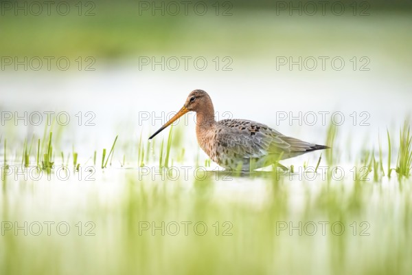 A black-tailed godwit (Limosa limosa) stands in the water between grass in a natural environment on a flooded meadow Wet meadow, Dümmer nature park Park, Lower Saxony, Germany