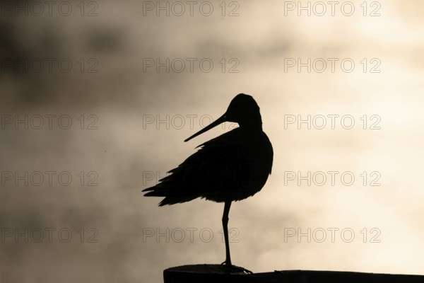 The silhouette of a black-tailed godwit (Limosa limosa) on a pole against a warm background, Dümmer nature park Park, Lower Saxony, Germany