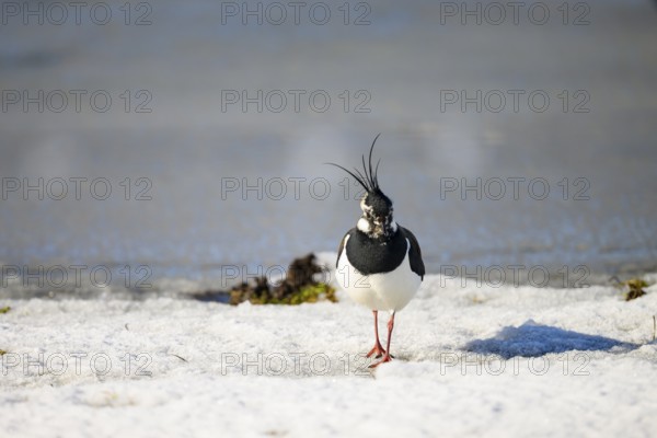 Lapwing (Vanellus vanellus) on snow-covered ground in wintry surroundings, Dümmer nature park Park, Lower Saxony, Germany