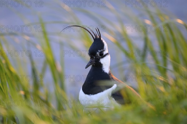 Portrait close-up of a lapwing (Vanellus vanellus) with black and white plumage by the water, Dümmer nature park Park, Lower Saxony, Germany