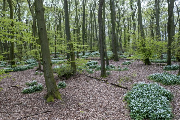 Wild garlic blossom (Allium ursinum) on the forest floor in a beech forest (Fagus sylvatica) in the Teutoburg Forest under soft incidence of light. Photo taken from an elevated location Drone shot, Ahornweg, Terra Vita nature park Park, Teutoburg Forest, Lower Saxony, Germany