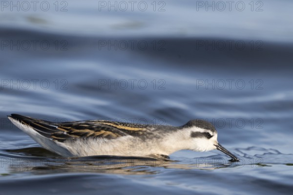 A freshly moulted Odin's chicken (Phalaropus lobatus) swims in the water and chases hatching mosquitoes, in a quiet natural environment, Vadsø, Finnmark, Norway