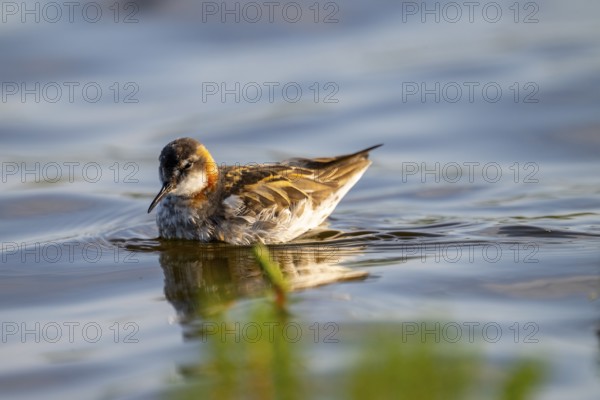 An Odin's chicken (Phalaropus lobatus) swimming in the water, in a quiet natural environment, Vadsø, Finnmark, Norway