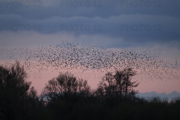 A flock of starlings (Sturnus vulgaris) flies over the silhouetted trees at sunset against a blue-pink sky, Dümmer nature park Park, Lower Saxony, Germany