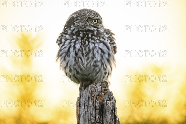Little owl (Athene noctua) with fluffed up plumage in the evening on an old willow pole with a yellow rape field in the background, Wiehengebirge, Osnabrücker Land, Lower Saxony, Germany