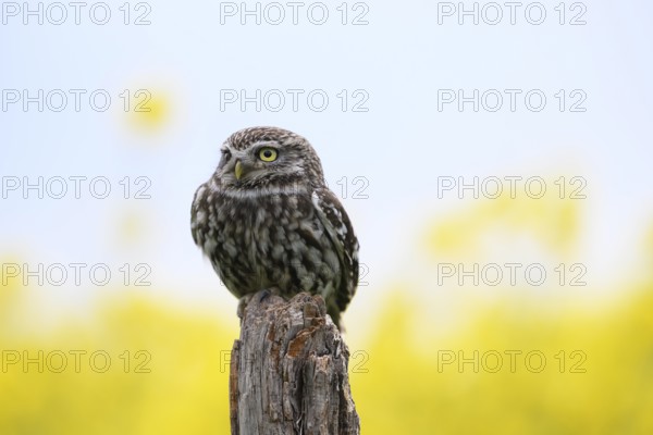 Little owl (Athene noctua) sitting upright and focussed on a branch in front of a light background with rape field, Wiehengebirge, Osnabrücker Land, Lower Saxony, Germany