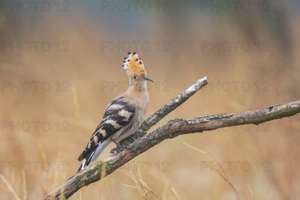 Hoopoe (Upupa epopa) Hungary