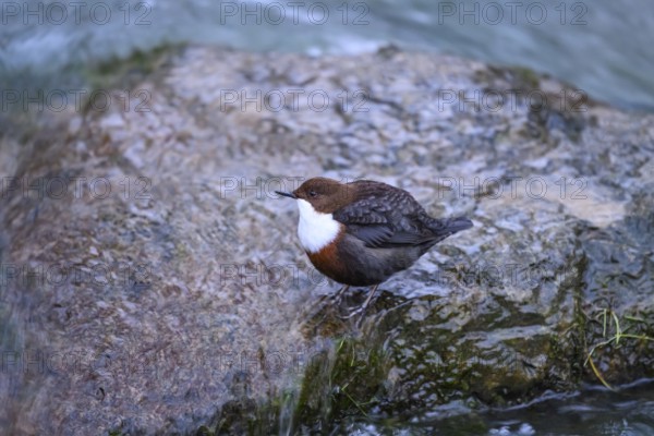 A dipper (Cinclus cinclus) sits relaxed on a rock at the edge of a river, surrounded by calm water, East Westphalia, North Rhine-Westphalia, Germany
