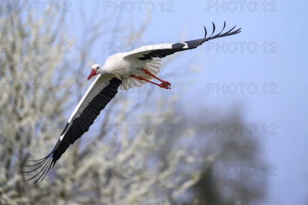 A white stork (Ciconia ciconia) flies in front of a background of flowering white shrubs, Dümmer nature park Park, Lower Saxony, Germany