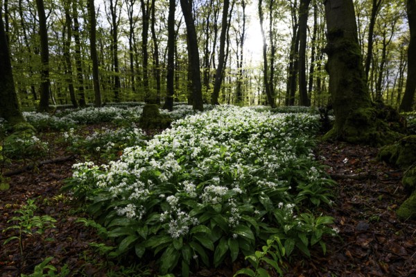 Wild garlic blossom (Allium ursinum) on the forest floor in a beech forest (Fagus sylvatica) in the Teutoburg Forest under soft light, Ahornweg, Terra Vita nature park Park, Teutoburg Forest, Lower Saxony, Germany