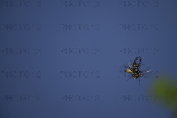 Close-up of a flying stag beetle (Lucanus cervus) with recognisable wings in front of a blue sky, Dammer Berge, Damme, Lower Saxony, Germany
