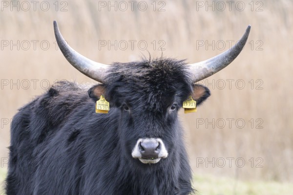 Heck cow of rebred aurochs with large horns standing on a pasture, distinctive ear tags, damme, Lower Saxony, Germany