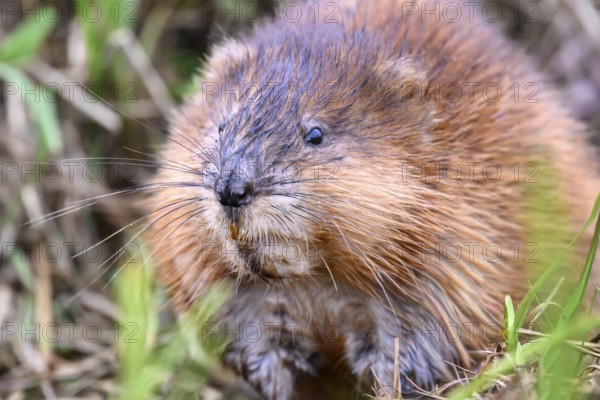 A muskrat (Ondatra zibethicus) in portrait looks attentively at its surroundings, surrounded by grass, Dümmerniederung nature park Park, Lower Saxony, Germany