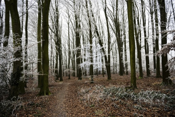 Snow-covered beech forest (Fagus sylvatica) on the Hermannsweg, Terra Vita nature park Park, Dissen am Teutoburger Wald, Lower Saxony, Germany