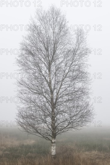 Birches (Betula pendula) in the fog in the moor, Emsland, Lower Saxony, Germany