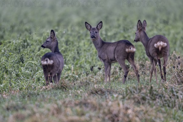 Roe deer (Capreolus capreolus), Emsland, Lower Saxony, Germany