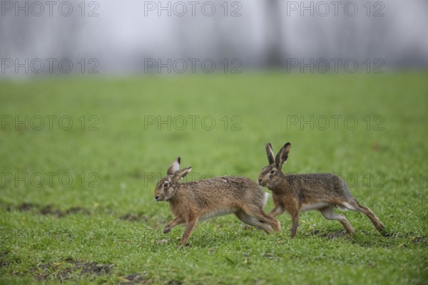 Two brown hares (Lepus europaeus) run across a green meadow. A male hare drives a female hare. The atmosphere radiates liveliness and freedom, hare wedding, Dümmer nature park Park, Lower Saxony, Germany