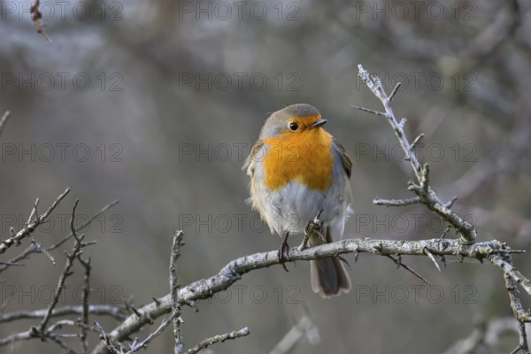 A robin (Erithacus rubecula) sitting on a bare thorn branch in a winter bush, Zuid Duinen, Zandvoort, Noord-Holland, Netherlands