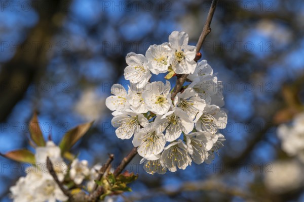 Close-up of the branches of a cherry tree (Prunus avium) with white blossoms during fruit tree blossom in spring, Lower Saxony, Germany