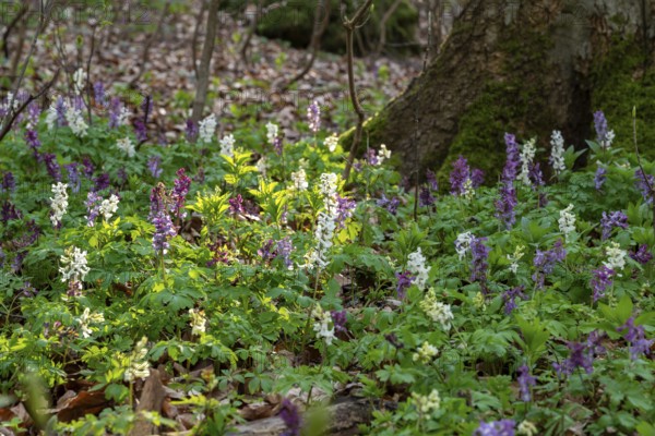 Cluster of Hollow larkspur (Corydalis cava) with white and purple flowers in atmospheric light in a forest in spring, moss-covered tree trunk in the background, Lower Saxony, Germany