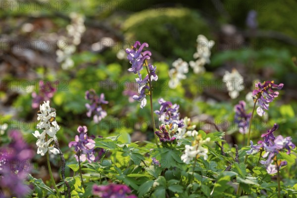 Hollow larkspur (Corydalis cava) with white and purple flowers in atmospheric light in a forest in spring, Lower Saxony, Germany