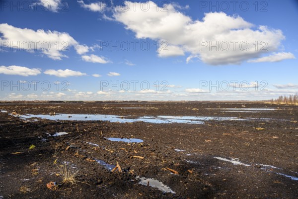 Peated hoochmoor black peat in cloudy skies with earthy colors and natural texture, Diepholzer Moorniederung, Drebber, Lower Saxony, Germany