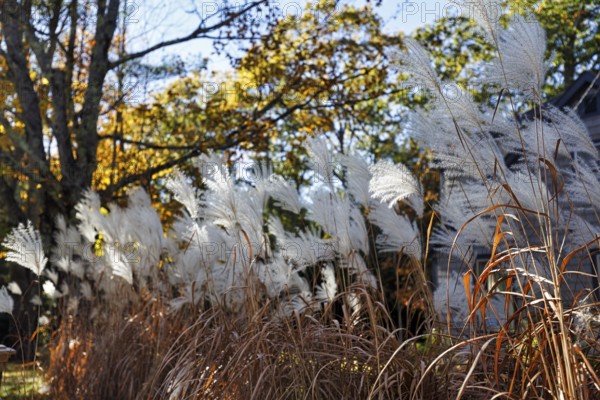 Chinese reed (Miscanthus sinensis), inflorescence in autumn, ornamental grass in partial shade, front garden, Maine, New England, USA