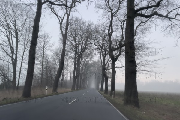 Driver's perspective view of foggy, foggy country road with trees next to the road in thick fog in winter, Germany