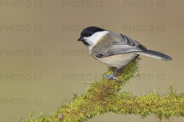 Willow Tit (Parus montanus), Willow Tit (Parus montanus) sitting on a branch overgrown with moss, Wildlife, Animals, Birds, Wilnsdorf, North Rhine-Westphalia, Germany