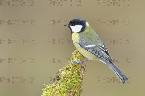 Great tit (Parus major), sitting on a moss-covered tree root, Wilnsdorf, North Rhine-Westphalia, Germany