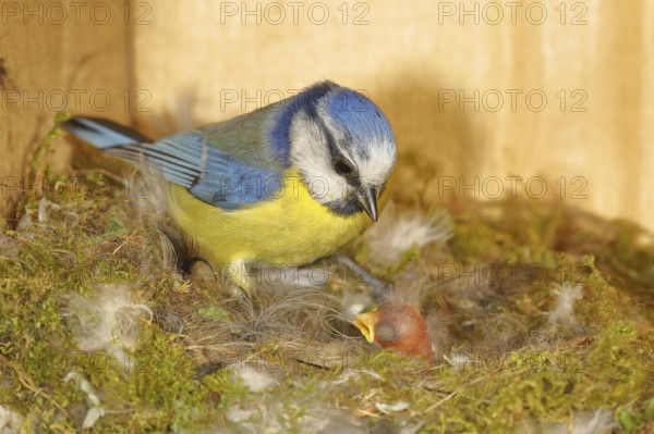 Blue tit (Cyanistes caeruleus) feeding the young in the nest, Wilnsdorf, North Rhine-Westphalia, Germany