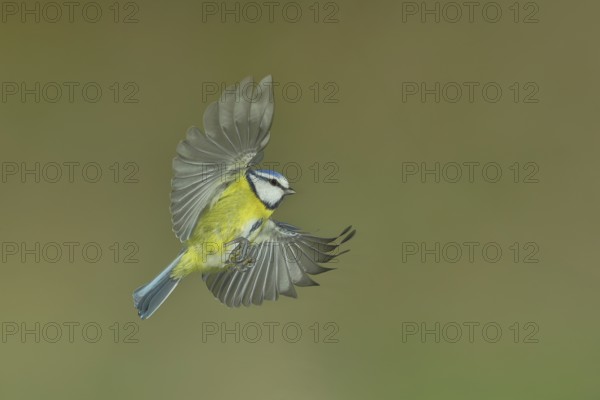 Blue tit (Parus caeruleus) in flight, flight photo, high speed flight photo Wilnsdorf, North Rhine-Westphalia, Germany